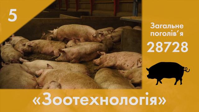 Найбільші свиноферми України | ТОП 10 свиногосподарств | Куркуль смотреть онлайн