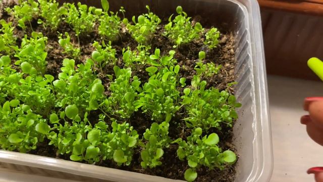 САМЫЙ ЛУЧШИЙ ПОСЕВ БАЗИЛИКА, без заморочек! смотреть онлайн