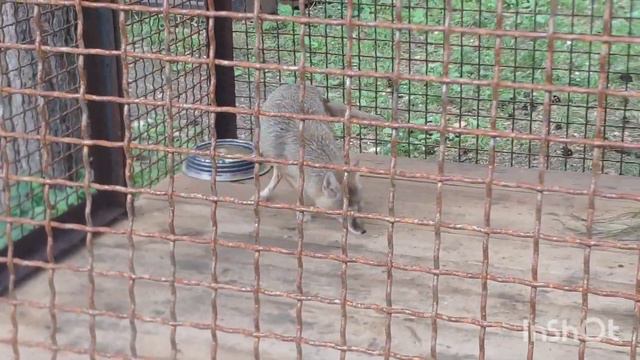 С Басиком в большом зоопарке. 🐫🦢🐇 смотреть онлайн