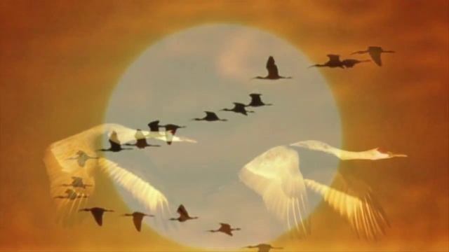 В Семин. Журавли .. смотреть онлайн