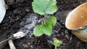 КАК ПРАВИЛЬНО ПОСАДИТЬ ТЫКВУ И КАБАЧКИ