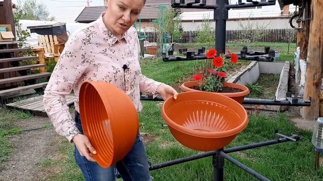 Дерево из ПЕТУНИИ, советы от Ани что нужно учесть для дерева  из цветов