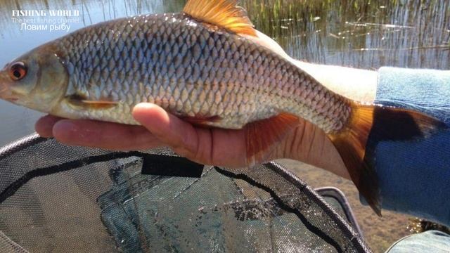 А ты знаешь когда ловить плотву в марте на малой реке! Не пропусти мартовскую плоту! Плотва в марте смотреть онлайн