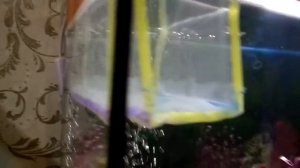 размножение аквариумных сомиков