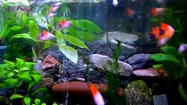 #Aquarium. Растительный аквариум. Poecilobrycon. Platypoecilia.