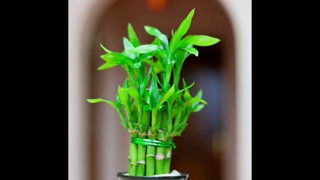 Lucky Bamboo Plants: The Ultimate Guide смотреть онлайн