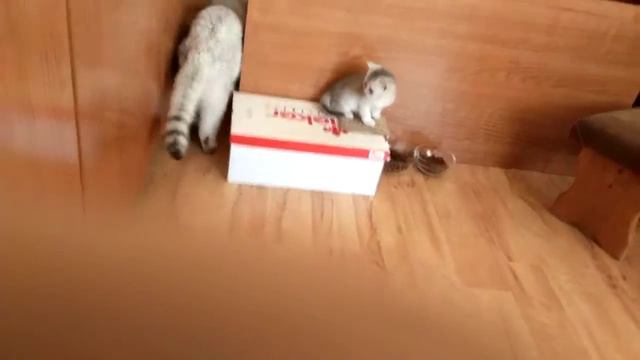 Котята 2019 - 30 дней - 28 апреля 2019 - Кошка несёт котенка в зубах, ухватив за холку