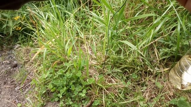 как насаживать живца смотреть онлайн