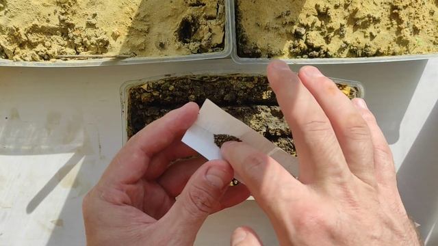 Малыши - смех сердец