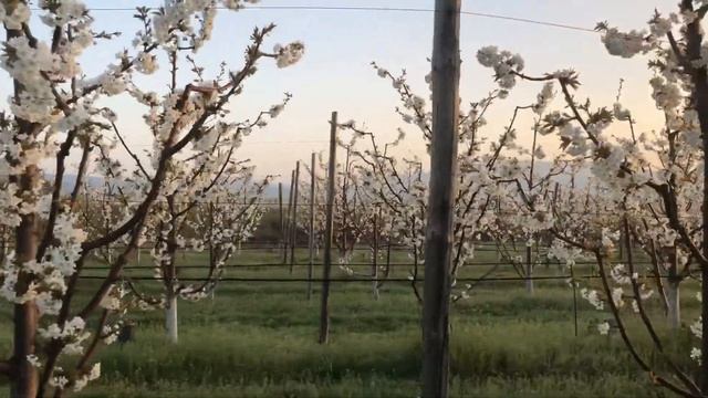 Cherry orchard SERENA, Kyustendil, Bulgaria смотреть онлайн