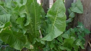 Как Выращивать  Хрен В Домашних Условиях