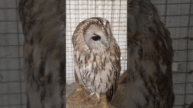 Сова, совы, мило мигает, прикол 2017 смотреть онлайн