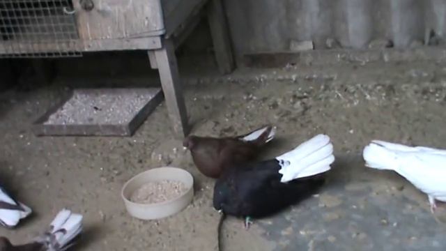 Николаевские голуби смотреть онлайн