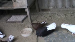 Николаевские голуби