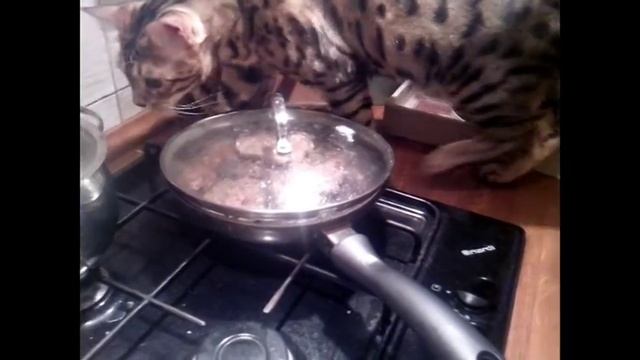 Кот открывает кастрюлю