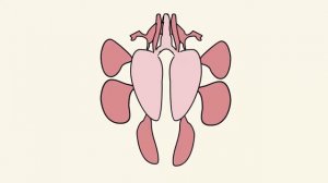 Двойное дыхание птиц