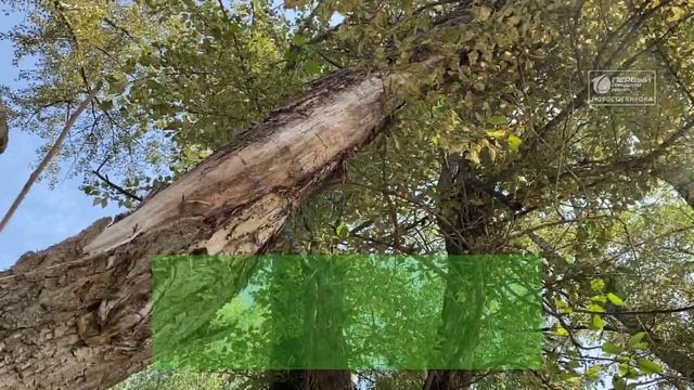 Падающие деревья смотреть онлайн