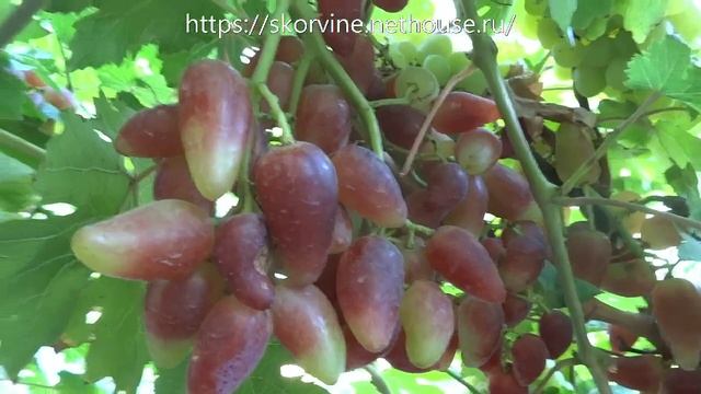 Сорта винограда Дубовский розовый 2017 смотреть онлайн