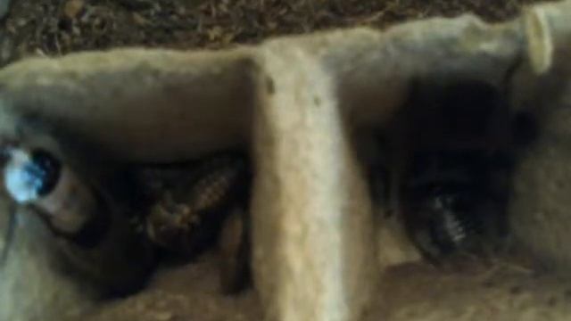 кубинские летающие тараканы смотреть онлайн