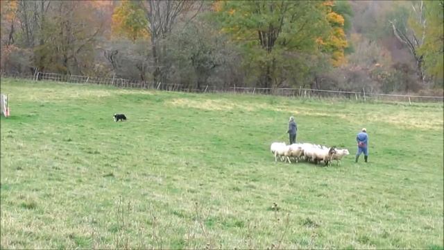 Kai Learns to Herd Sheep смотреть онлайн