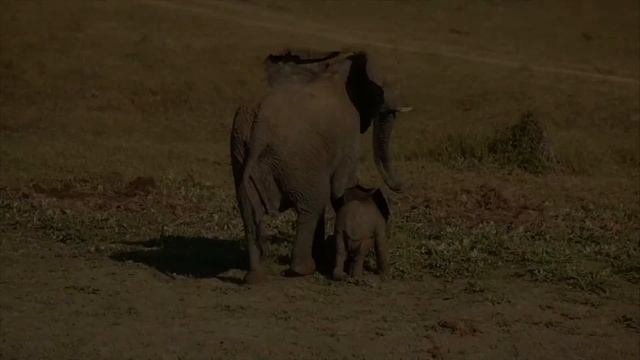 Can Elephants Swim? смотреть онлайн