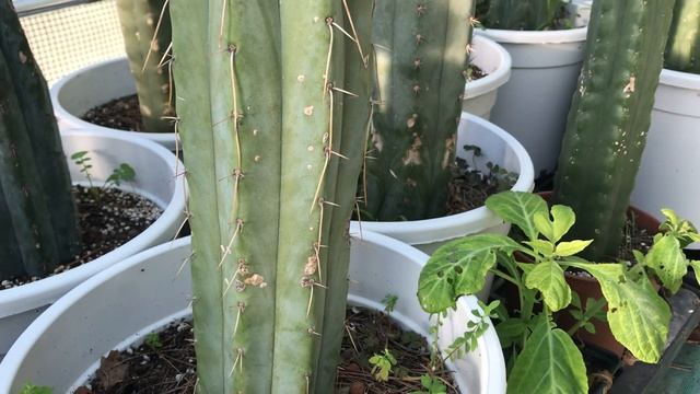 Trichocereus Bridgesii Cactus Plant смотреть онлайн