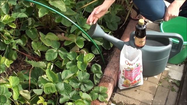 Как подготовить землянику (клубнику) к зиме? смотреть онлайн