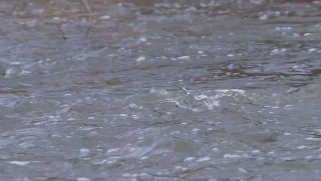 Как оляпка ныряет. Съемка 180 и 120 кадров в секунду, slow motion White-throated dipper смотреть онлайн