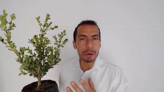Buxus sempervirens. Cuidados y características смотреть онлайн