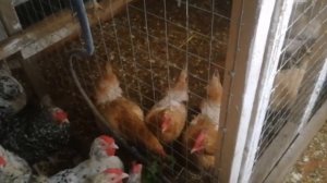 Одна из причин белого поноса у кур. Безобидная.