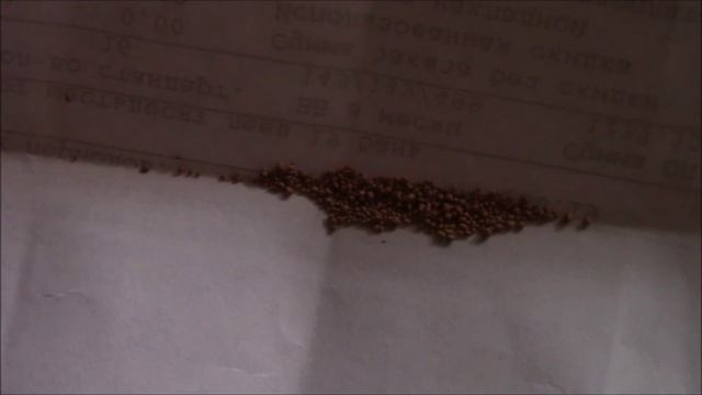 Щитовка. Актара, препарат для борьбы с щитовкой на растениях смотреть онлайн