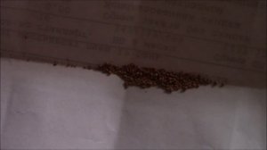 Щитовка. Актара, препарат для борьбы с щитовкой на растениях