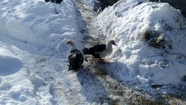 ПОДГОТОВКА ИНДОУТОК К ЯЙЦЕ КЛАДКЕ //ЧТОБЫ ИНДОУТКИ РАНЬШЕ ЗА НЕСЛИСЬ. смотреть онлайн