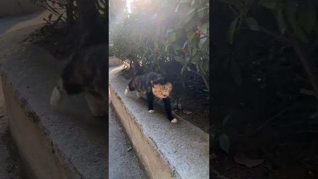 МЫ ВЕНОМ смотреть онлайн