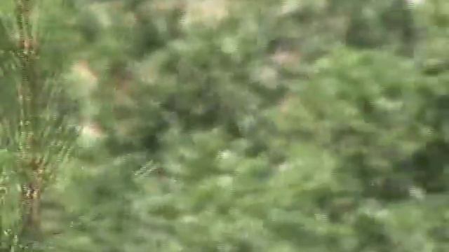 Лес и на дальнем фоне море...Красота смотреть онлайн