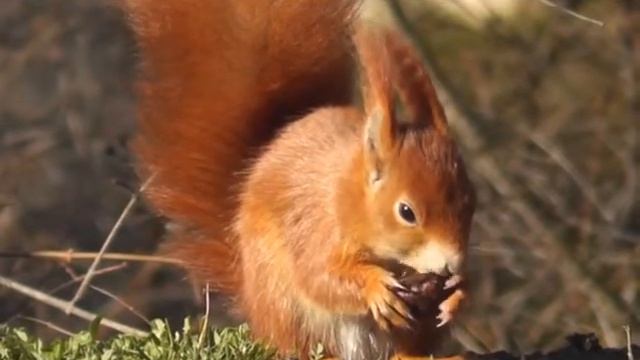 Белка грызет грецкий орех смотреть онлайн