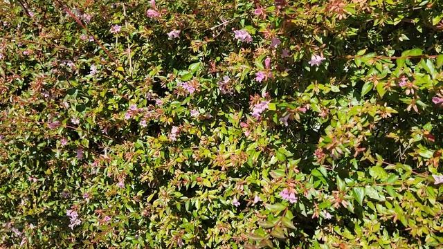 Abelia x grandiflora cv Edward Goucher смотреть онлайн