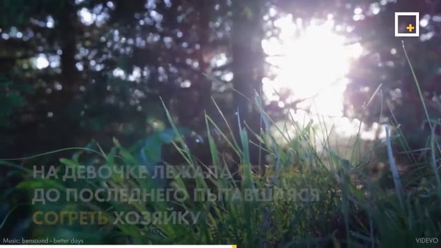 История создания поискового отряда "ЛИЗА АЛЕРТ" смотреть онлайн