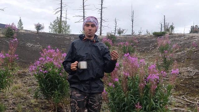 Иван-чай Камчатский смотреть онлайн