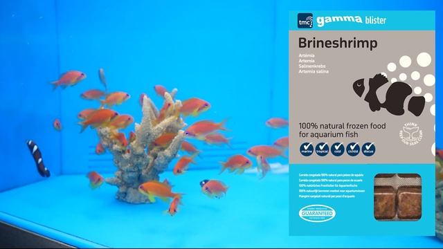 Gamma Frozen Range let's see how the fish react? смотреть онлайн