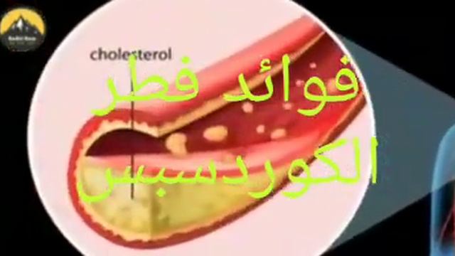 فوائد فطر الكورديسيبس #مكملات_غذائية #dxn #ganoderma #فطر_كورديسيبس #cordycepstablet120 #cordyceps смотреть онлайн