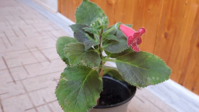 Калерия (колерия) цветок: уход в домашних условиях | размножение