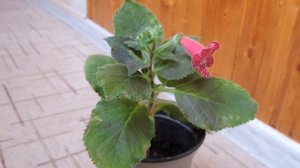 Калерия (колерия) цветок: уход в домашних условиях | размножение