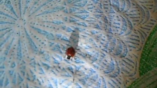 #Двухточечная божья коровка смотреть онлайн