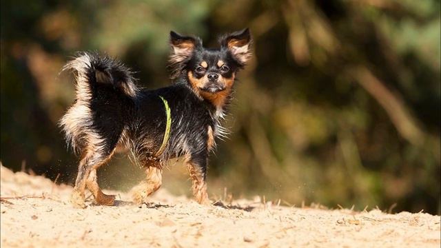 The Chihuahua Mix: 7 Little Dogs with BIG Personalities смотреть онлайн