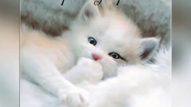 #сДобрымУтром смотреть онлайн