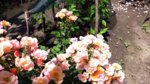 Роза Джаз (Jazz).