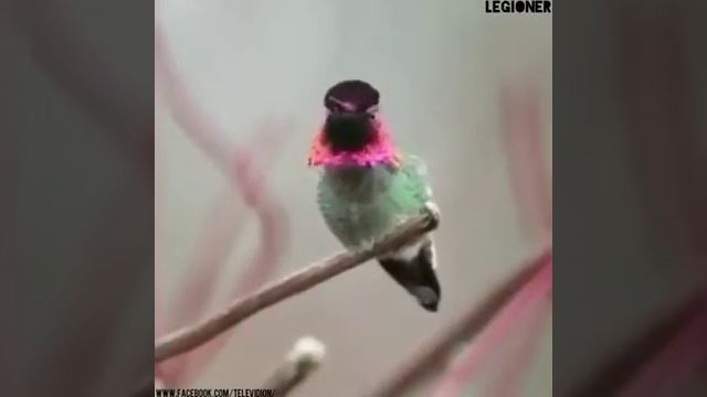 _интересная птичка колибри меняет цвет_ смотреть онлайн