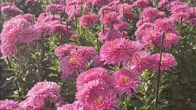 Никитский ботанический сад. Ялта. Выставка "Бал хризантем" 14.11.21 смотреть онлайн