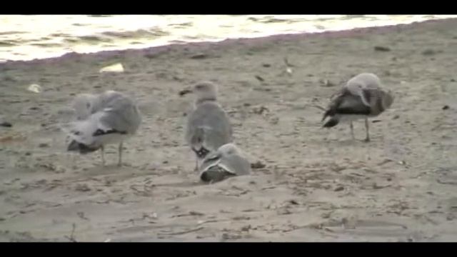Туристический клуб "Робинзон" и активный туризм.avi смотреть онлайн